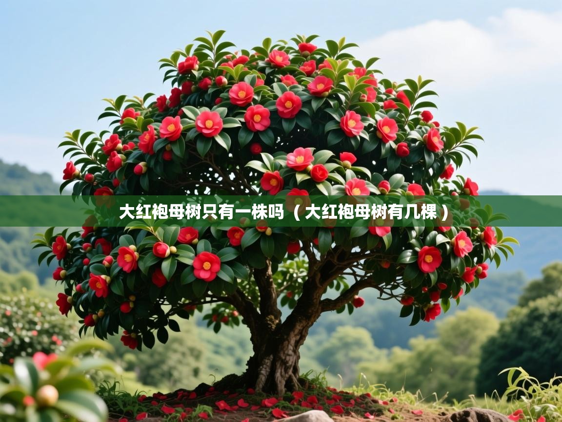  大红袍母树只有一株吗  ( 大红袍母树有几棵 )