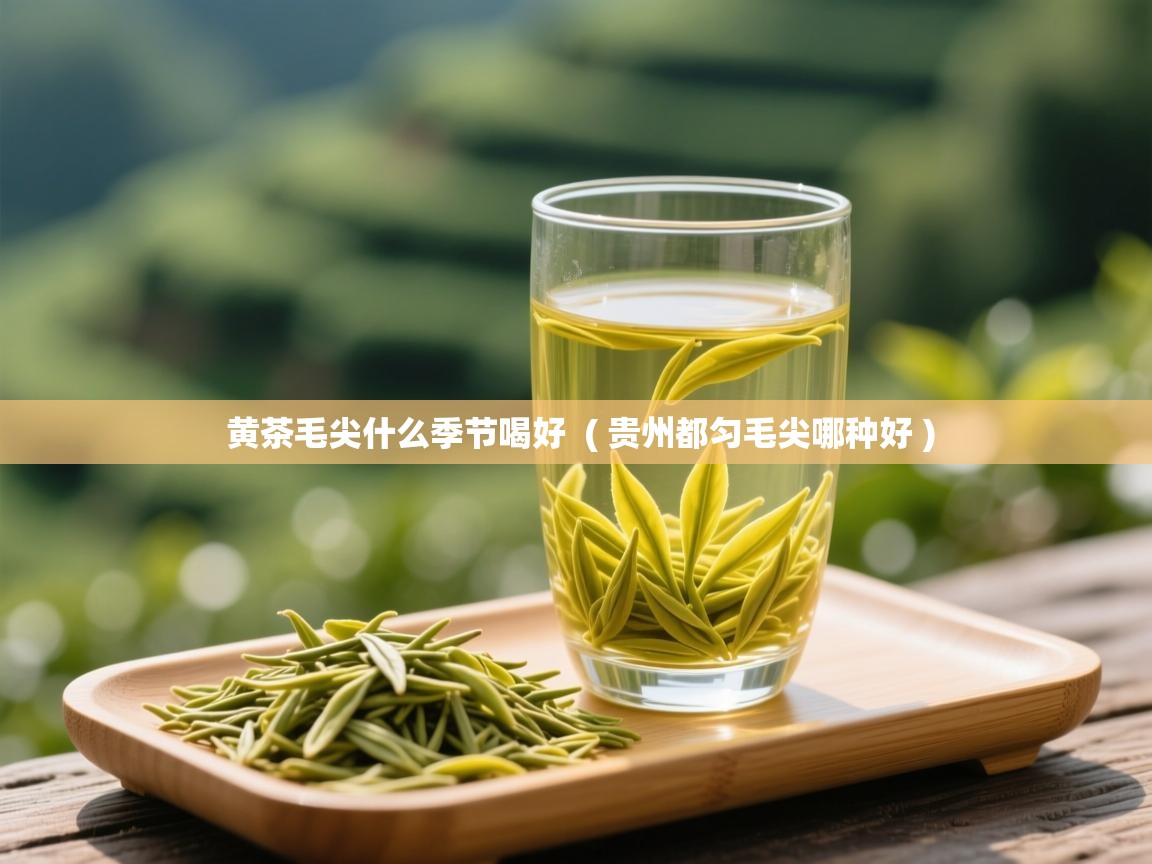  黄茶毛尖什么季节喝好  ( 贵州都匀毛尖哪种好 )