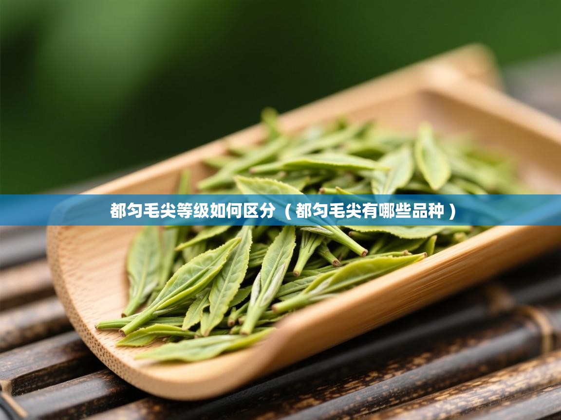  都匀毛尖等级如何区分  ( 都匀毛尖有哪些品种 )