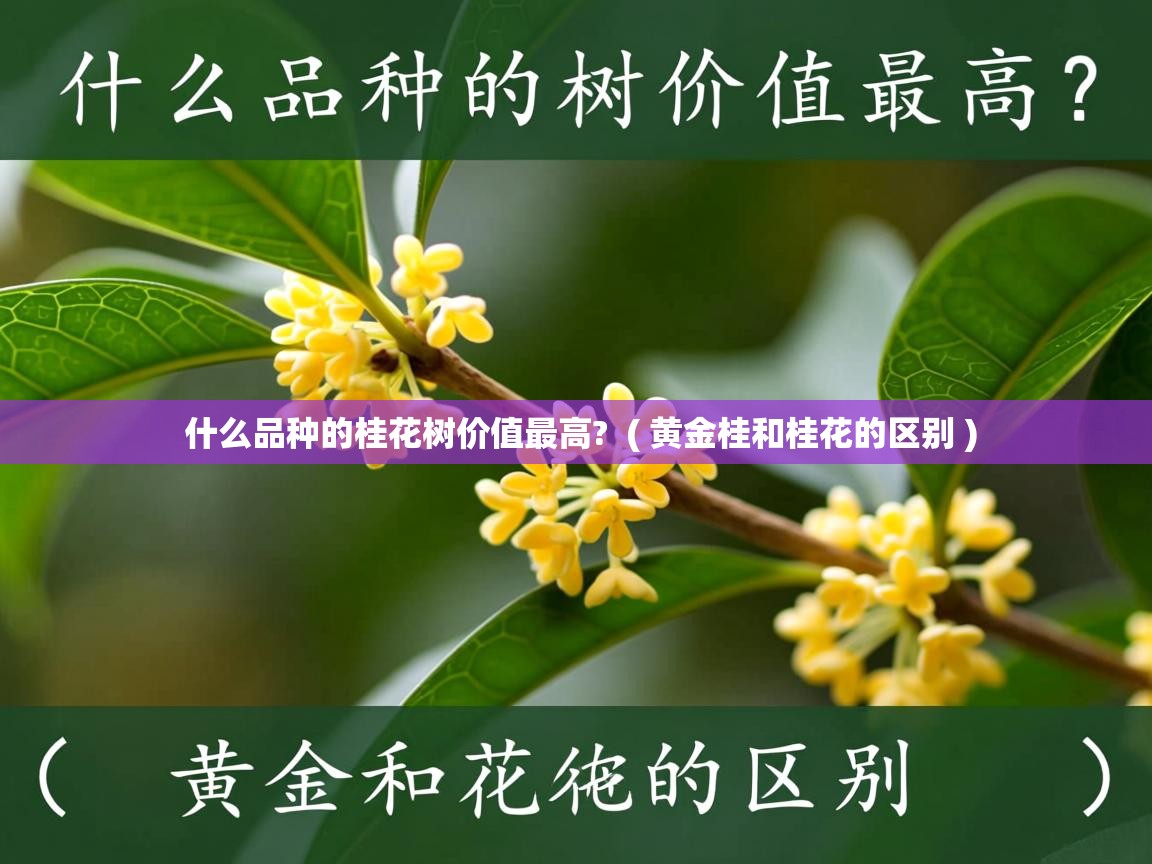  什么品种的桂花树价值最高?  ( 黄金桂和桂花的区别 )