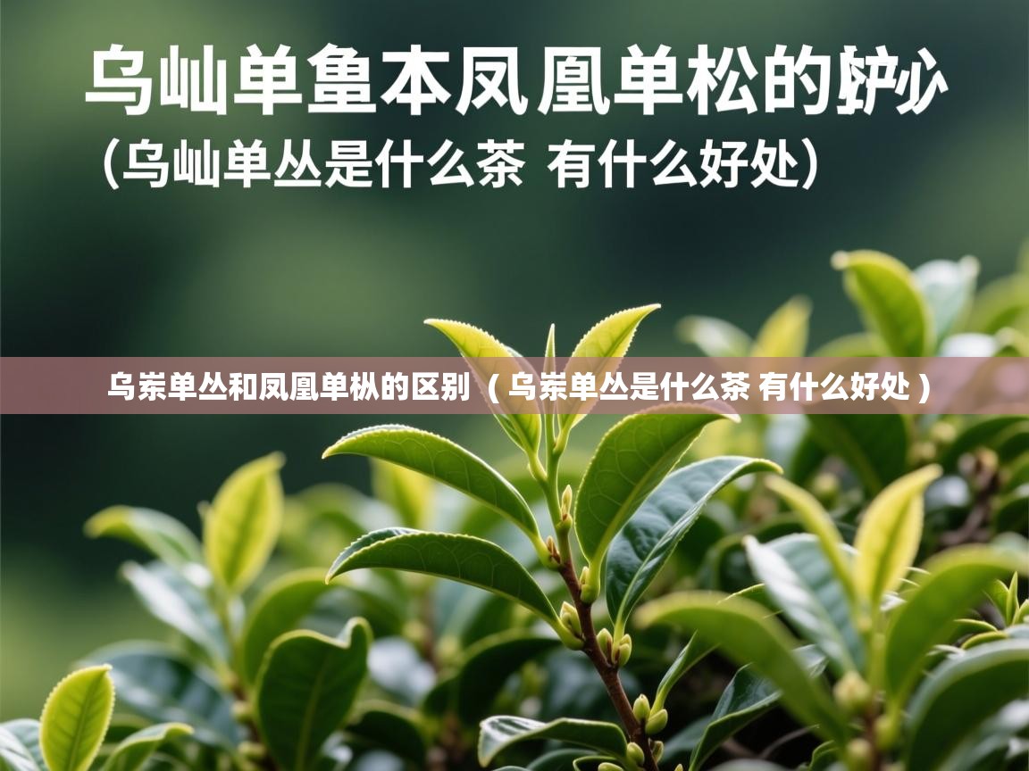 详细阅读: 乌岽单丛和凤凰单枞的区别  ( 乌岽单丛是什么茶 有什么好处 )  乌岽单丛和凤凰单枞的区别  ( 乌岽单丛是什么茶 有什么好处 )