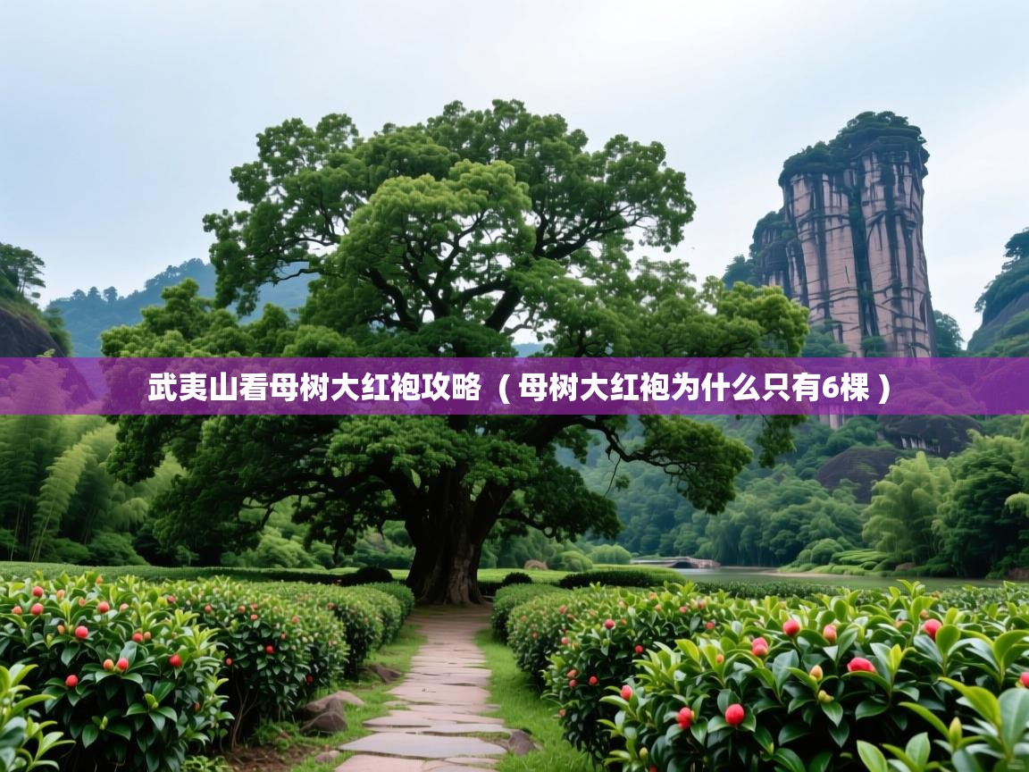  武夷山看母树大红袍攻略  ( 母树大红袍为什么只有6棵 )