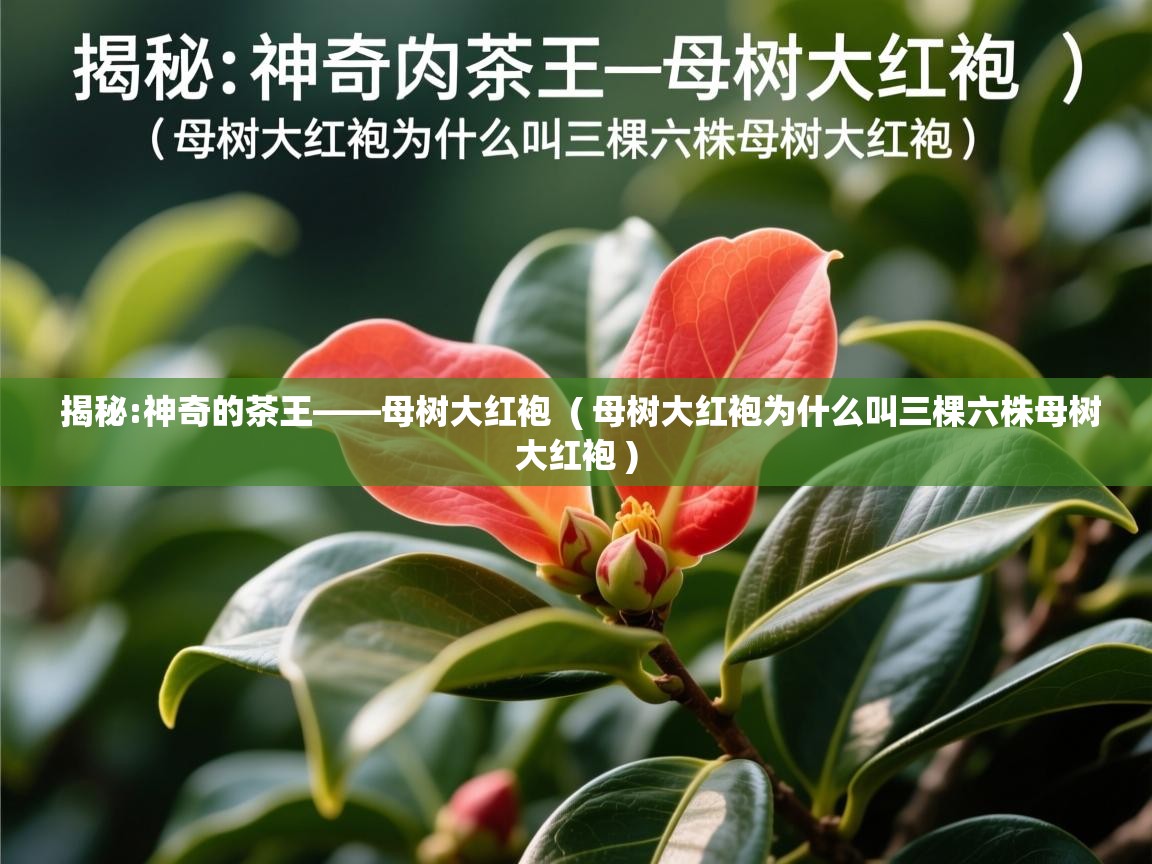  揭秘:神奇的茶王——母树大红袍  ( 母树大红袍为什么叫三棵六株母树大红袍 )