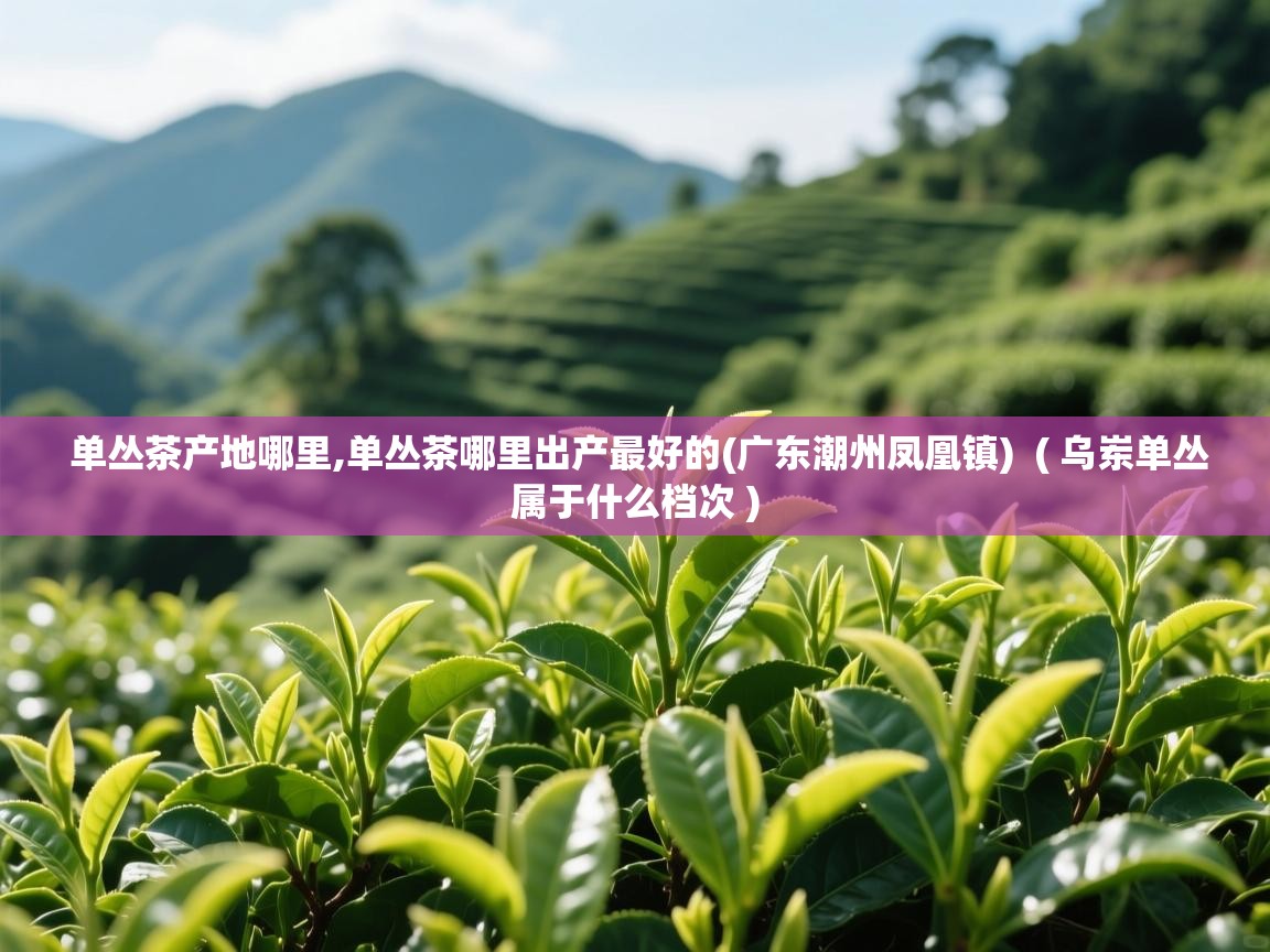 详细阅读: 单丛茶产地哪里,单丛茶哪里出产最好的(广东潮州凤凰镇)  ( 乌岽单丛属于什么档次 )  单丛茶产地哪里,单丛茶哪里出产最好的(广东潮州凤凰镇)  ( 乌岽单丛属于什么档次 )