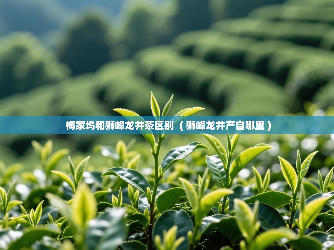  梅家坞和狮峰龙井茶区别  ( 狮峰龙井产自哪里 )
