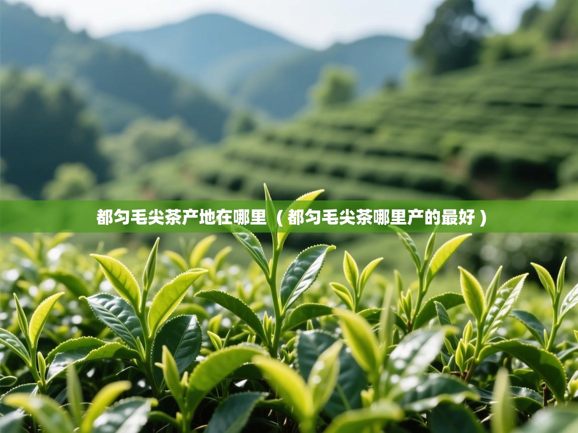  都匀毛尖茶产地在哪里  ( 都匀毛尖茶哪里产的最好 )