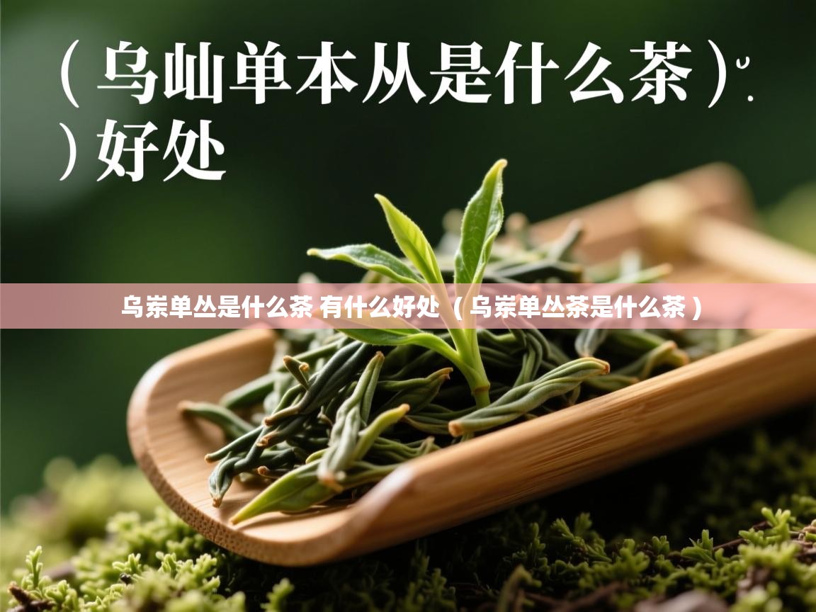 详细阅读: 乌岽单丛是什么茶 有什么好处  ( 乌岽单丛茶是什么茶 )  乌岽单丛是什么茶 有什么好处  ( 乌岽单丛茶是什么茶 )