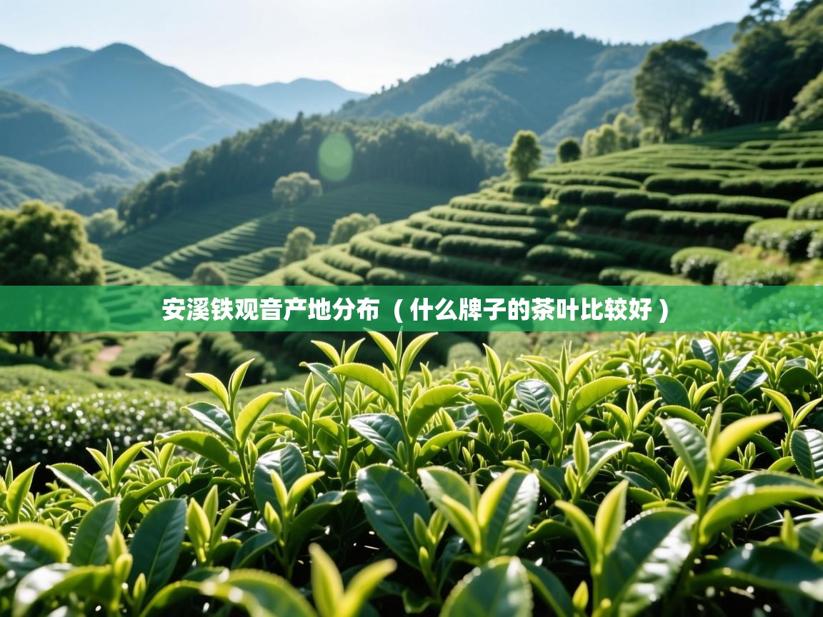  安溪铁观音产地分布  ( 什么牌子的茶叶比较好 )