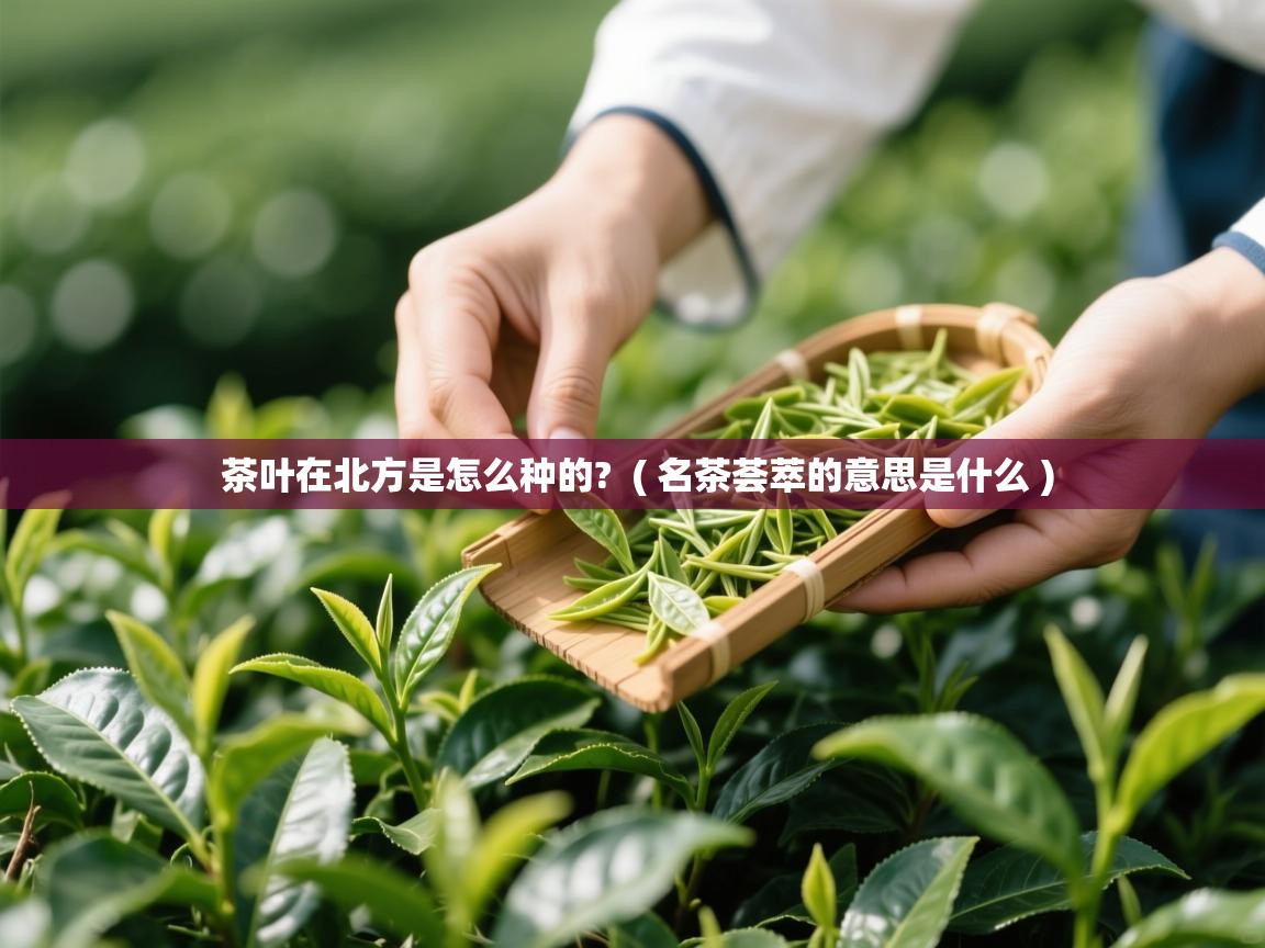 详细阅读: 茶叶在北方是怎么种的?  ( 名茶荟萃的意思是什么 )  茶叶在北方是怎么种的?  ( 名茶荟萃的意思是什么 )