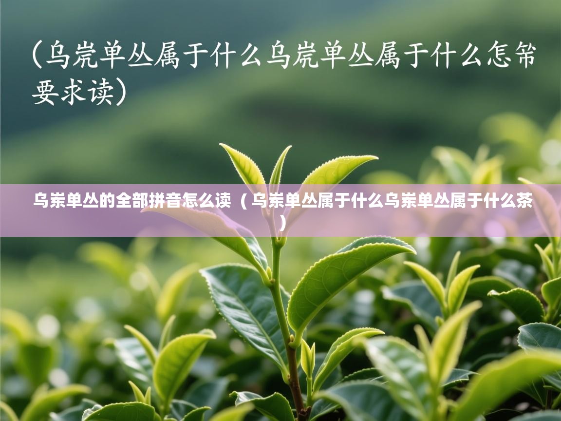 详细阅读: 乌岽单丛的全部拼音怎么读  ( 乌岽单丛属于什么乌岽单丛属于什么茶 )  乌岽单丛的全部拼音怎么读  ( 乌岽单丛属于什么乌岽单丛属于什么茶 )