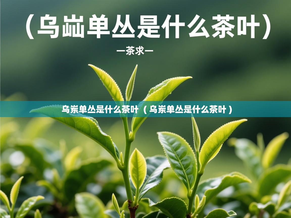 详细阅读: 乌岽单丛是什么茶叶  ( 乌岽单丛是什么茶叶 )  乌岽单丛是什么茶叶  ( 乌岽单丛是什么茶叶 )