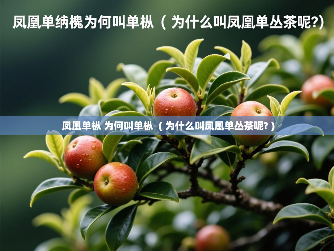 详细阅读: 凤凰单枞 为何叫单枞  ( 为什么叫凤凰单丛茶呢? )  凤凰单枞 为何叫单枞  ( 为什么叫凤凰单丛茶呢? )
