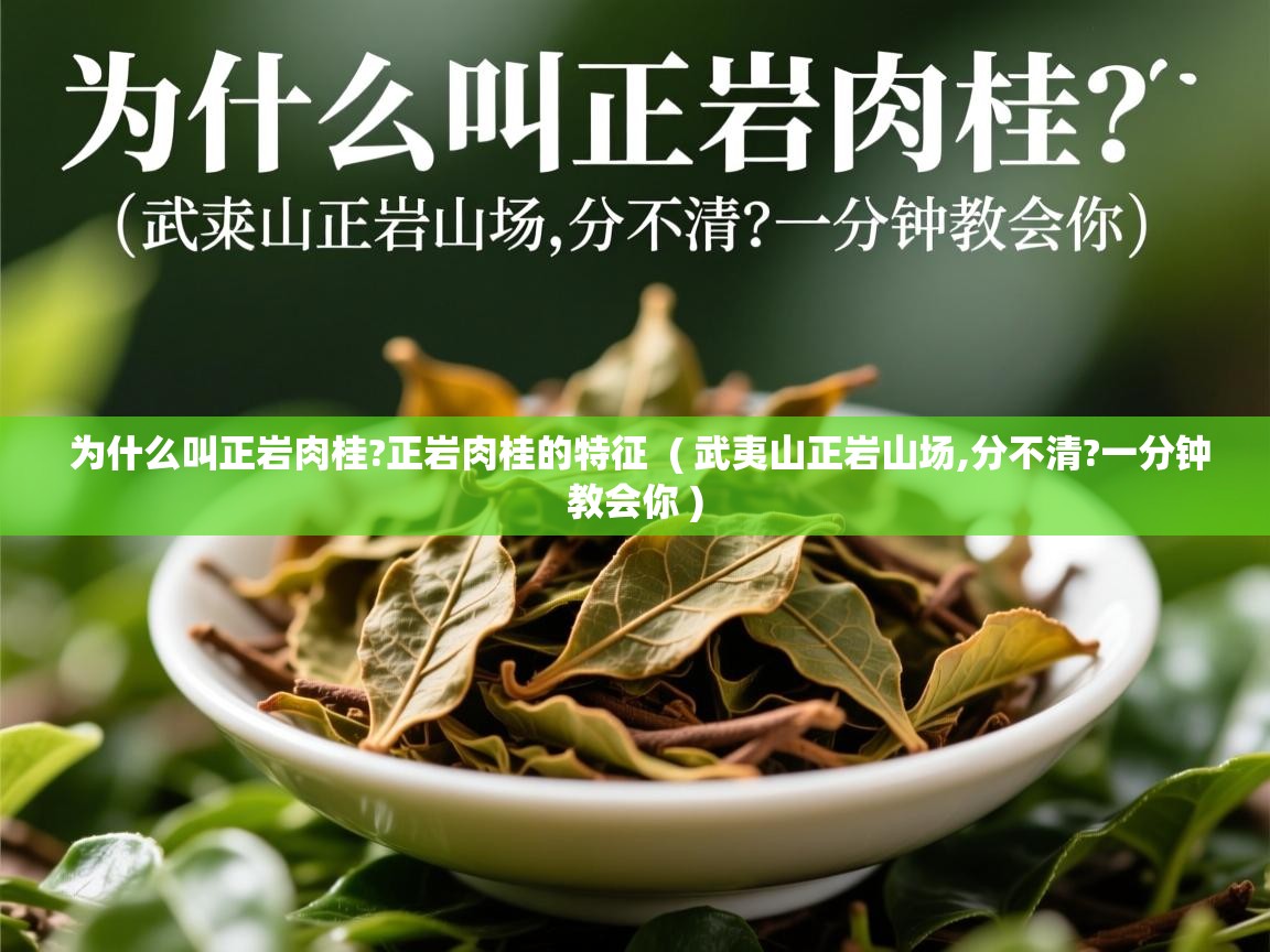  为什么叫正岩肉桂?正岩肉桂的特征  ( 武夷山正岩山场,分不清?一分钟教会你 )