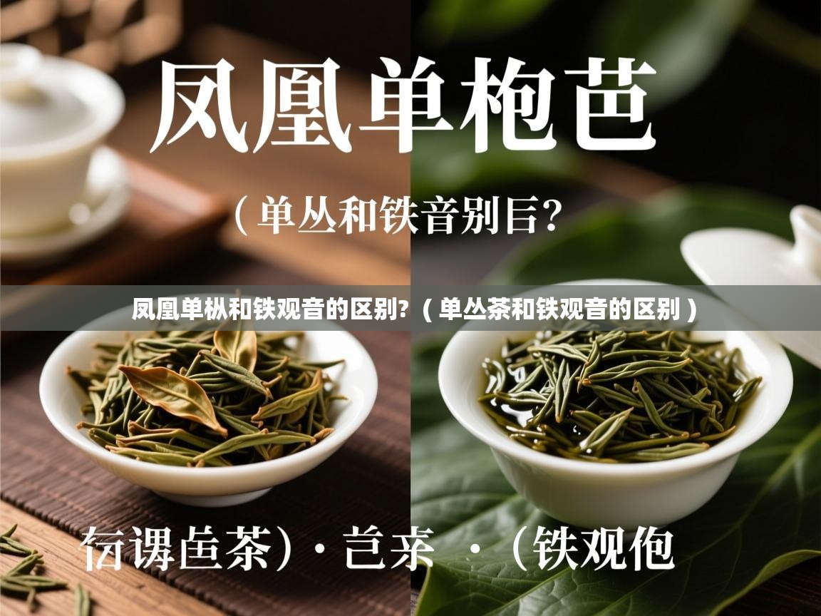 详细阅读: 凤凰单枞和铁观音的区别?  ( 单丛茶和铁观音的区别 )  凤凰单枞和铁观音的区别?  ( 单丛茶和铁观音的区别 )