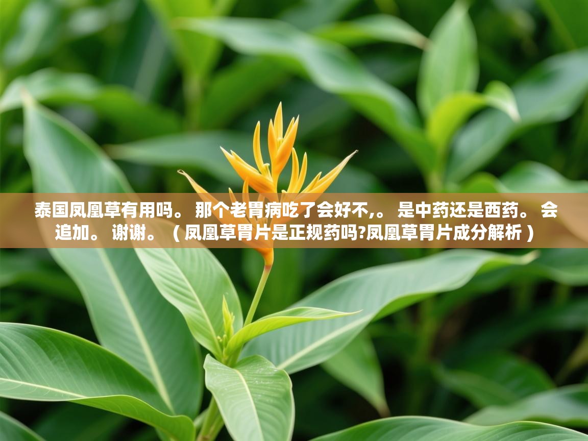 详细阅读: 泰国凤凰草有用吗。 那个老胃病吃了会好不,。 是中药还是西药。 会追加。 谢谢。  ( 凤凰草胃片是正规药吗?凤凰草胃片成分解析 )  泰国凤凰草有用吗。 那个老胃病吃了会好不,。 是中药还是西药。 会追加。 谢谢。  ( 凤凰草胃片是正规药吗?凤凰草胃片成分解析 )