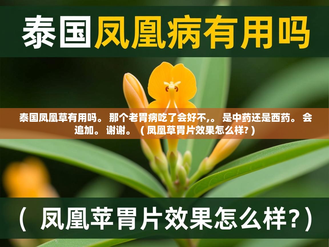 详细阅读: 泰国凤凰草有用吗。 那个老胃病吃了会好不,。 是中药还是西药。 会追加。 谢谢。  ( 凤凰草胃片效果怎么样? )  泰国凤凰草有用吗。 那个老胃病吃了会好不,。 是中药还是西药。 会追加。 谢谢。  ( 凤凰草胃片效果怎么样? )