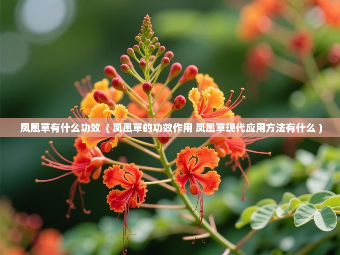 详细阅读: 凤凰草有什么功效  ( 凤凰草的功效作用 凤凰草现代应用方法有什么 )  凤凰草有什么功效  ( 凤凰草的功效作用 凤凰草现代应用方法有什么 )