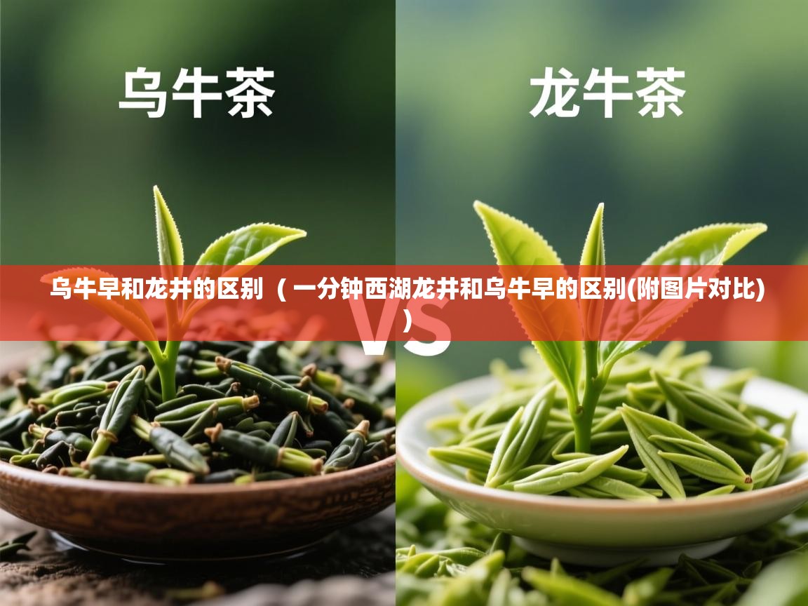  乌牛早和龙井的区别  ( 一分钟西湖龙井和乌牛早的区别(附图片对比) )
