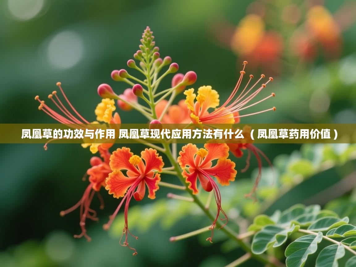 详细阅读: 凤凰草的功效与作用 凤凰草现代应用方法有什么  ( 凤凰草药用价值 )  凤凰草的功效与作用 凤凰草现代应用方法有什么  ( 凤凰草药用价值 )
