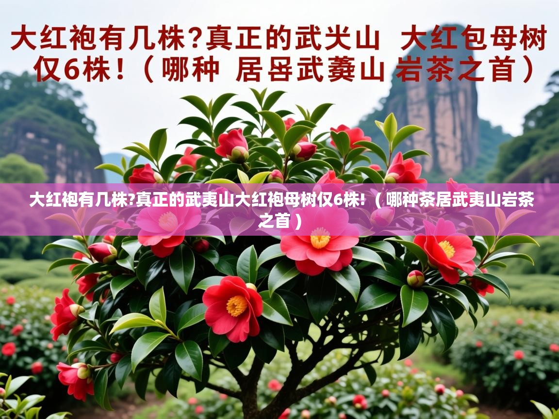  大红袍有几株?真正的武夷山大红袍母树仅6株!  ( 哪种茶居武夷山岩茶之首 )