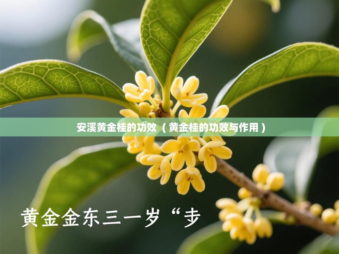  安溪黄金桂的功效  ( 黄金桂的功效与作用 )