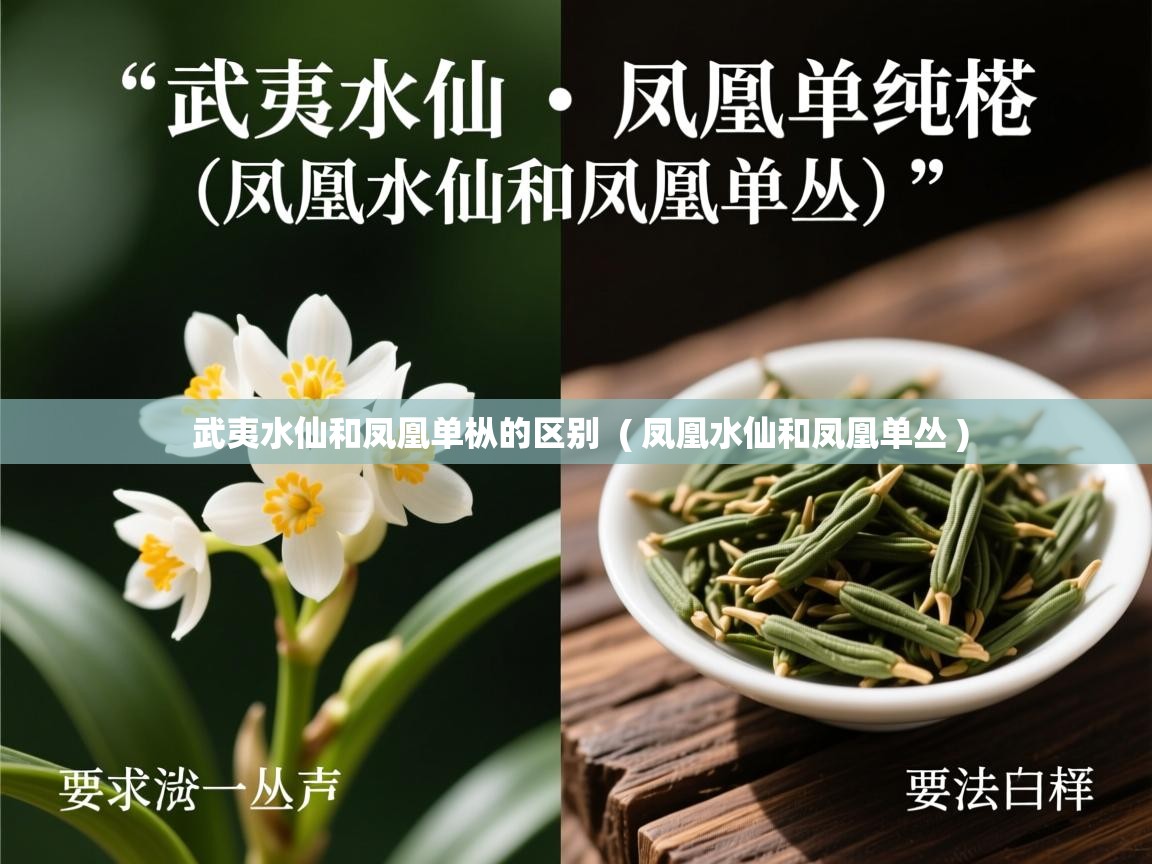 详细阅读: 武夷水仙和凤凰单枞的区别  ( 凤凰水仙和凤凰单丛 )  武夷水仙和凤凰单枞的区别  ( 凤凰水仙和凤凰单丛 )