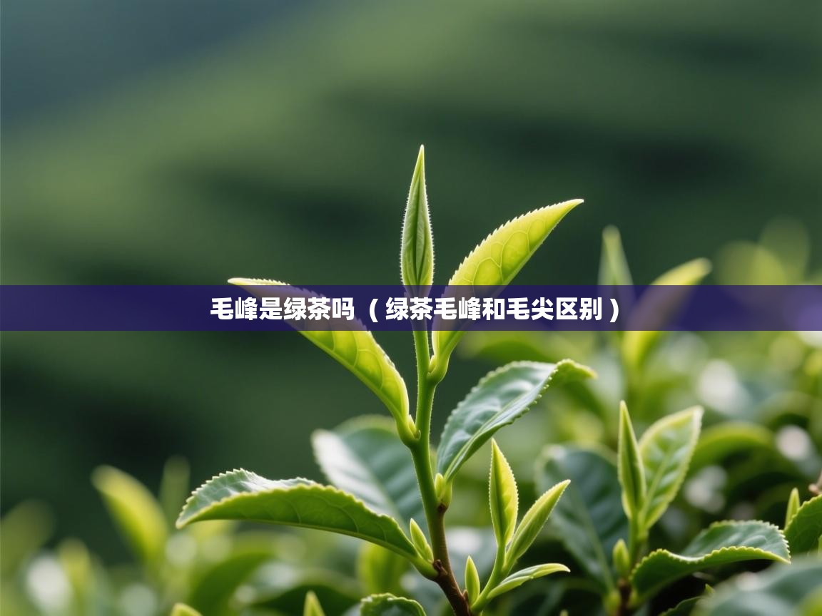  毛峰是绿茶吗  ( 绿茶毛峰和毛尖区别 )