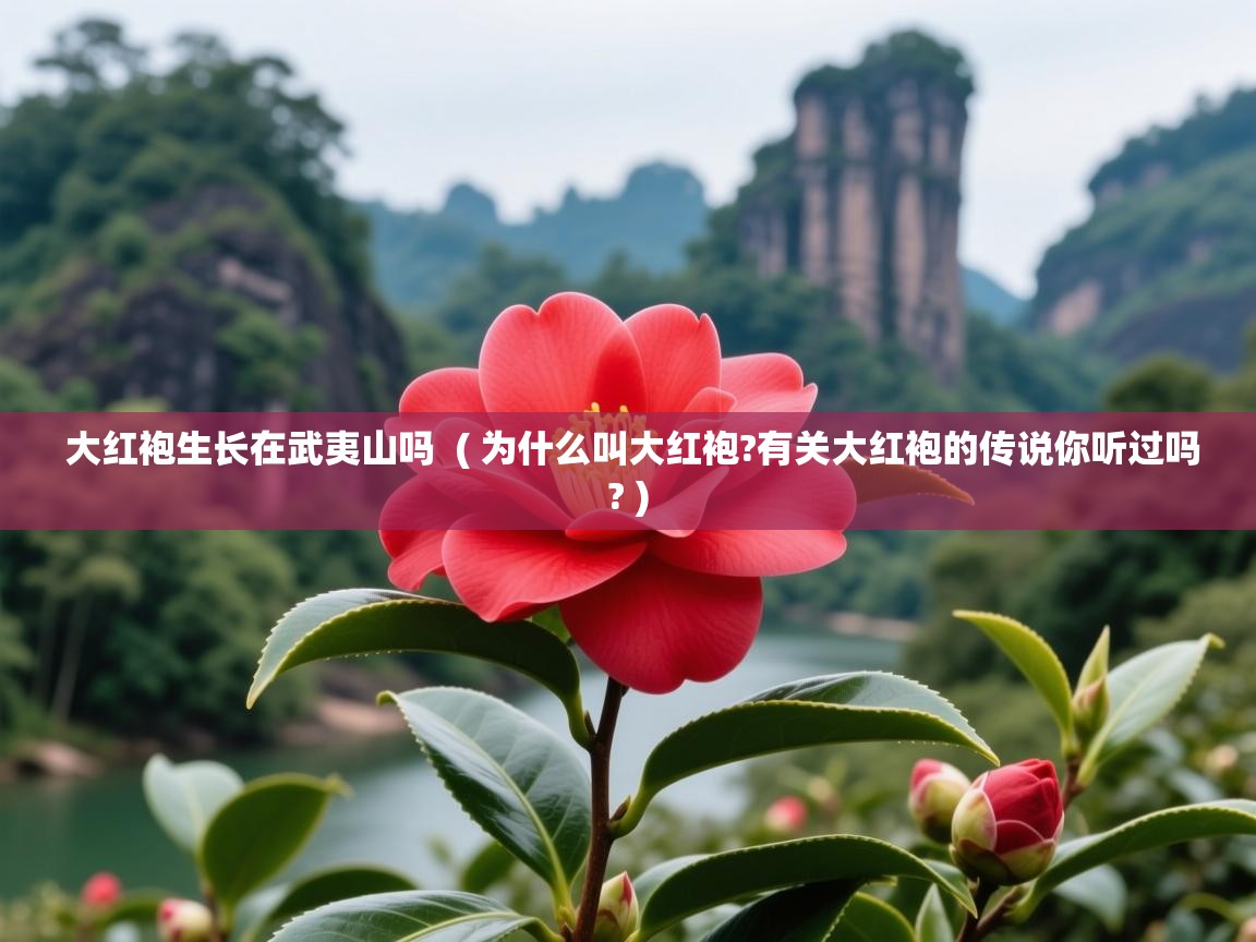  大红袍生长在武夷山吗  ( 为什么叫大红袍?有关大红袍的传说你听过吗? )
