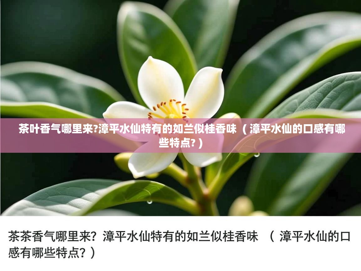  茶叶香气哪里来?漳平水仙特有的如兰似桂香味  ( 漳平水仙的口感有哪些特点? )