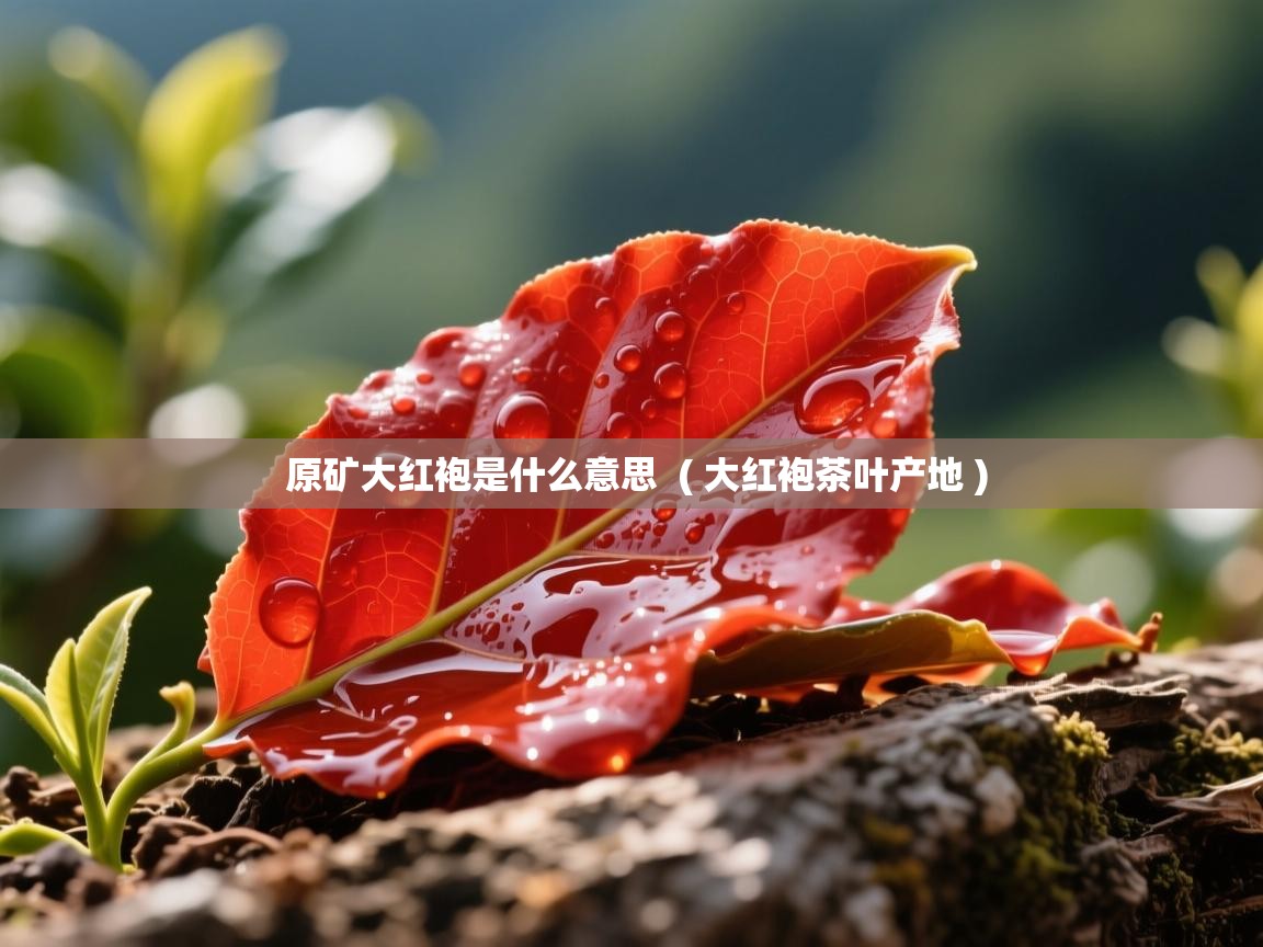  原矿大红袍是什么意思  ( 大红袍茶叶产地 )