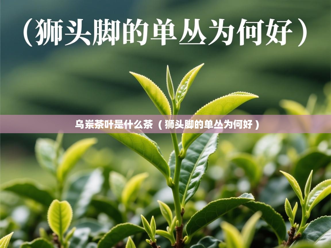 详细阅读: 乌岽茶叶是什么茶  ( 狮头脚的单丛为何好 )  乌岽茶叶是什么茶  ( 狮头脚的单丛为何好 )
