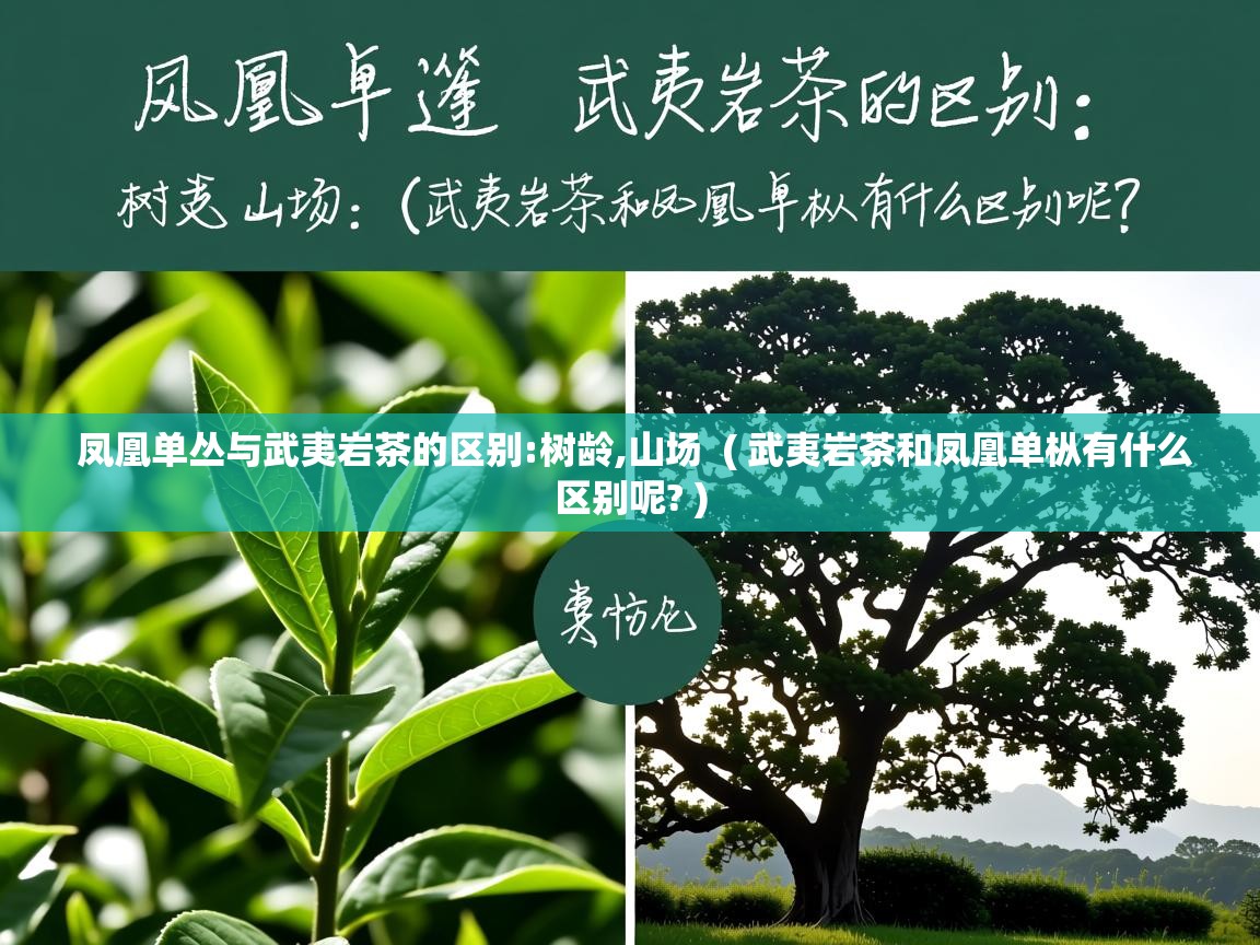  凤凰单丛与武夷岩茶的区别:树龄,山场  ( 武夷岩茶和凤凰单枞有什么区别呢? )