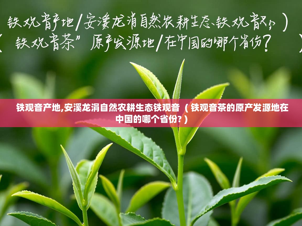  铁观音产地,安溪龙涓自然农耕生态铁观音  ( 铁观音茶的原产发源地在中国的哪个省份? )