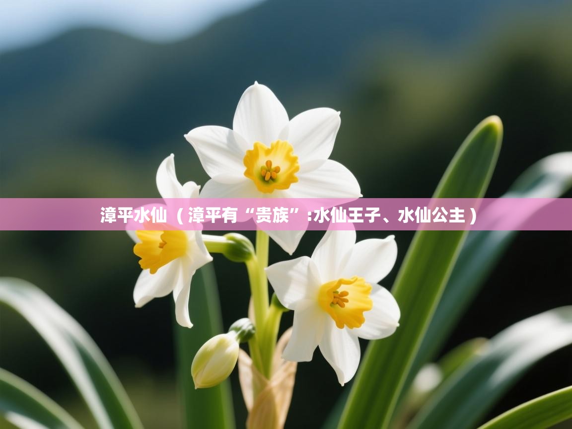  漳平水仙  ( 漳平有“贵族”:水仙王子、水仙公主 )