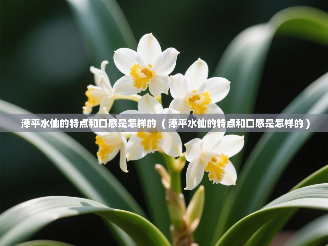 漳平水仙的特点和口感是怎样的  ( 漳平水仙的特点和口感是怎样的 )  漳平水仙的特点和口感是怎样的  ( 漳平水仙的特点和口感是怎样的 )