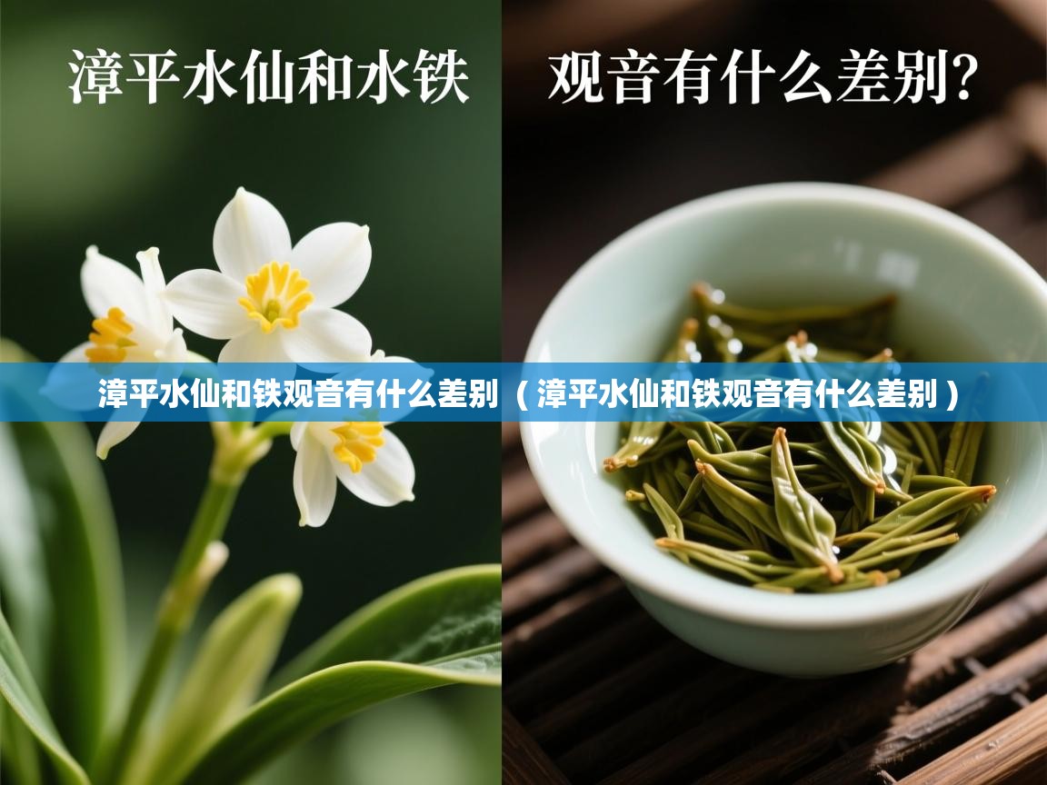 漳平水仙和铁观音有什么差别  ( 漳平水仙和铁观音有什么差别 )  漳平水仙和铁观音有什么差别  ( 漳平水仙和铁观音有什么差别 )