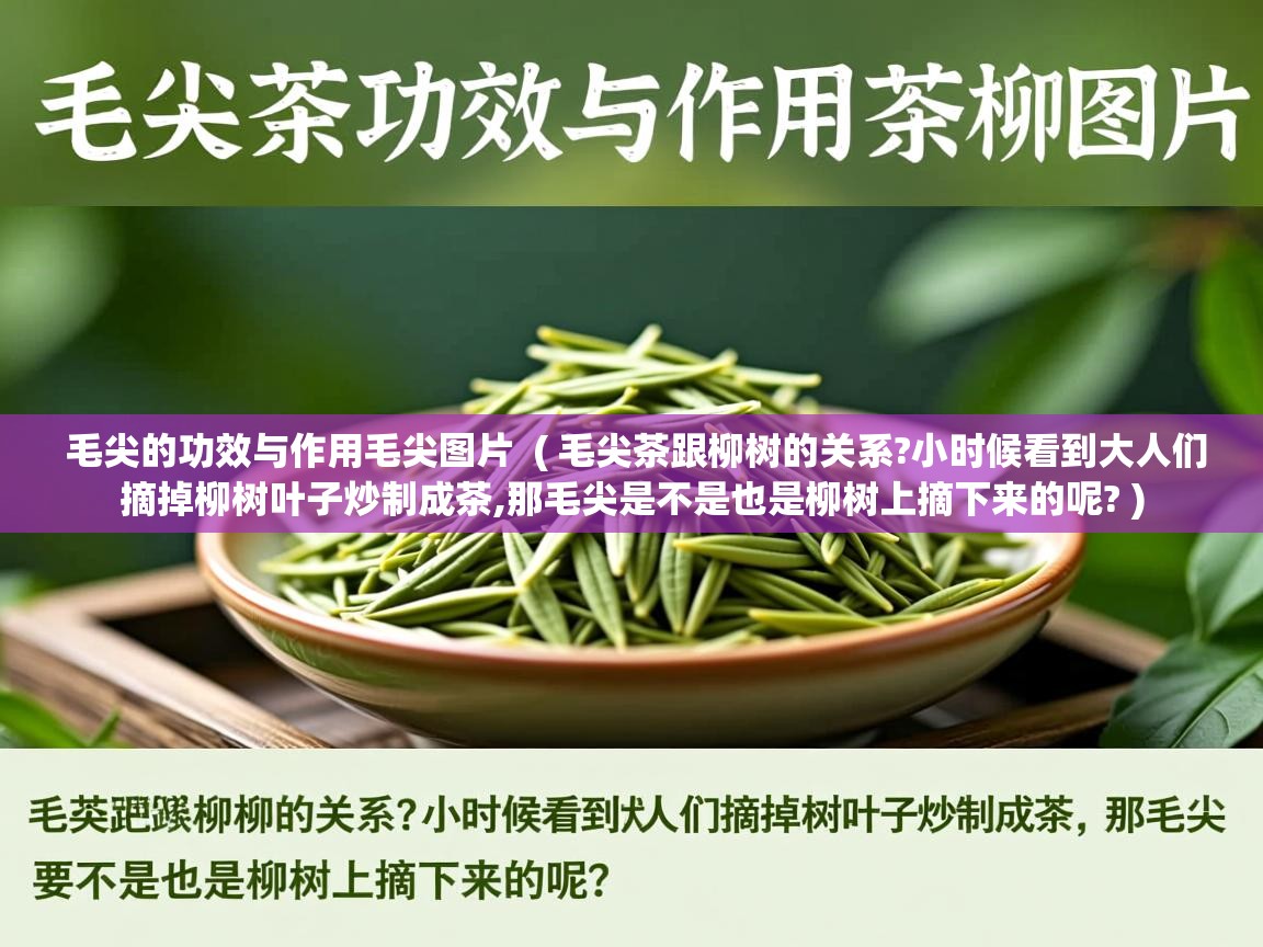 详细阅读: 毛尖的功效与作用毛尖图片  ( 毛尖茶跟柳树的关系?小时候看到大人们摘掉柳树叶子炒制成茶,那毛尖是不是也是柳树上摘下来的呢? )  毛尖的功效与作用毛尖图片  ( 毛尖茶跟柳树的关系?小时候看到大人们摘掉柳树叶子炒制成茶,那毛尖是不是也是柳树上摘下来的呢? )