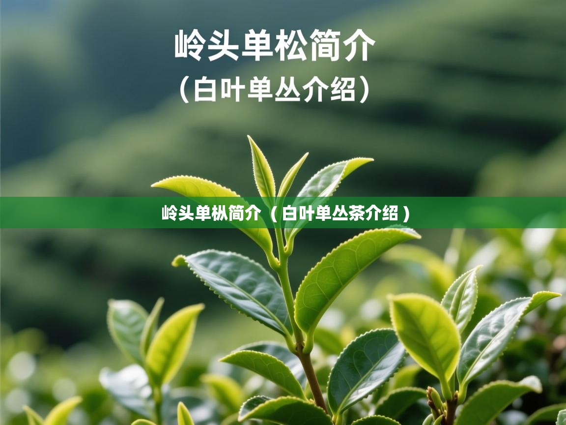详细阅读: 岭头单枞简介  ( 白叶单丛茶介绍 )  岭头单枞简介  ( 白叶单丛茶介绍 )