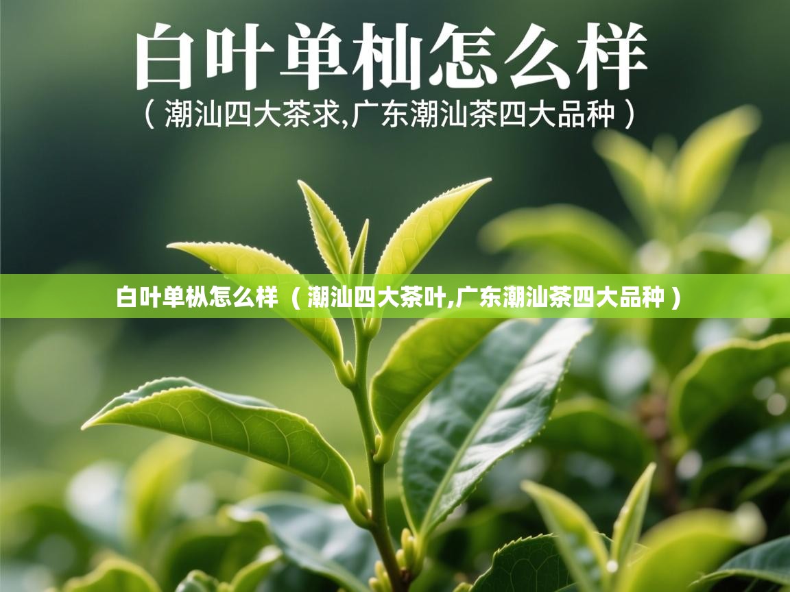 详细阅读: 白叶单枞怎么样  ( 潮汕四大茶叶,广东潮汕茶四大品种 )  白叶单枞怎么样  ( 潮汕四大茶叶,广东潮汕茶四大品种 )