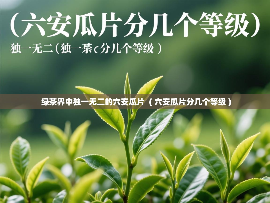 详细阅读: 绿茶界中独一无二的六安瓜片  ( 六安瓜片分几个等级 )  绿茶界中独一无二的六安瓜片  ( 六安瓜片分几个等级 )