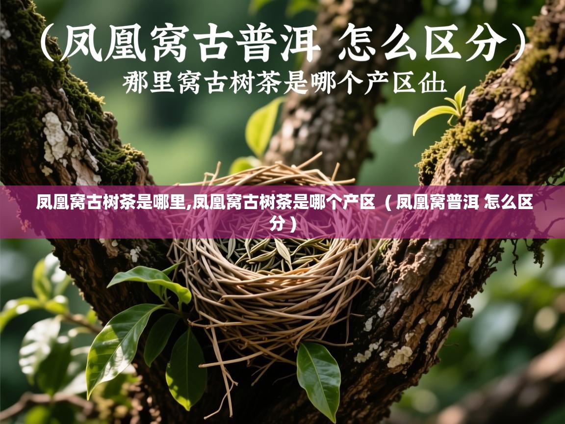  凤凰窝古树茶是哪里,凤凰窝古树茶是哪个产区  ( 凤凰窝普洱 怎么区分 )