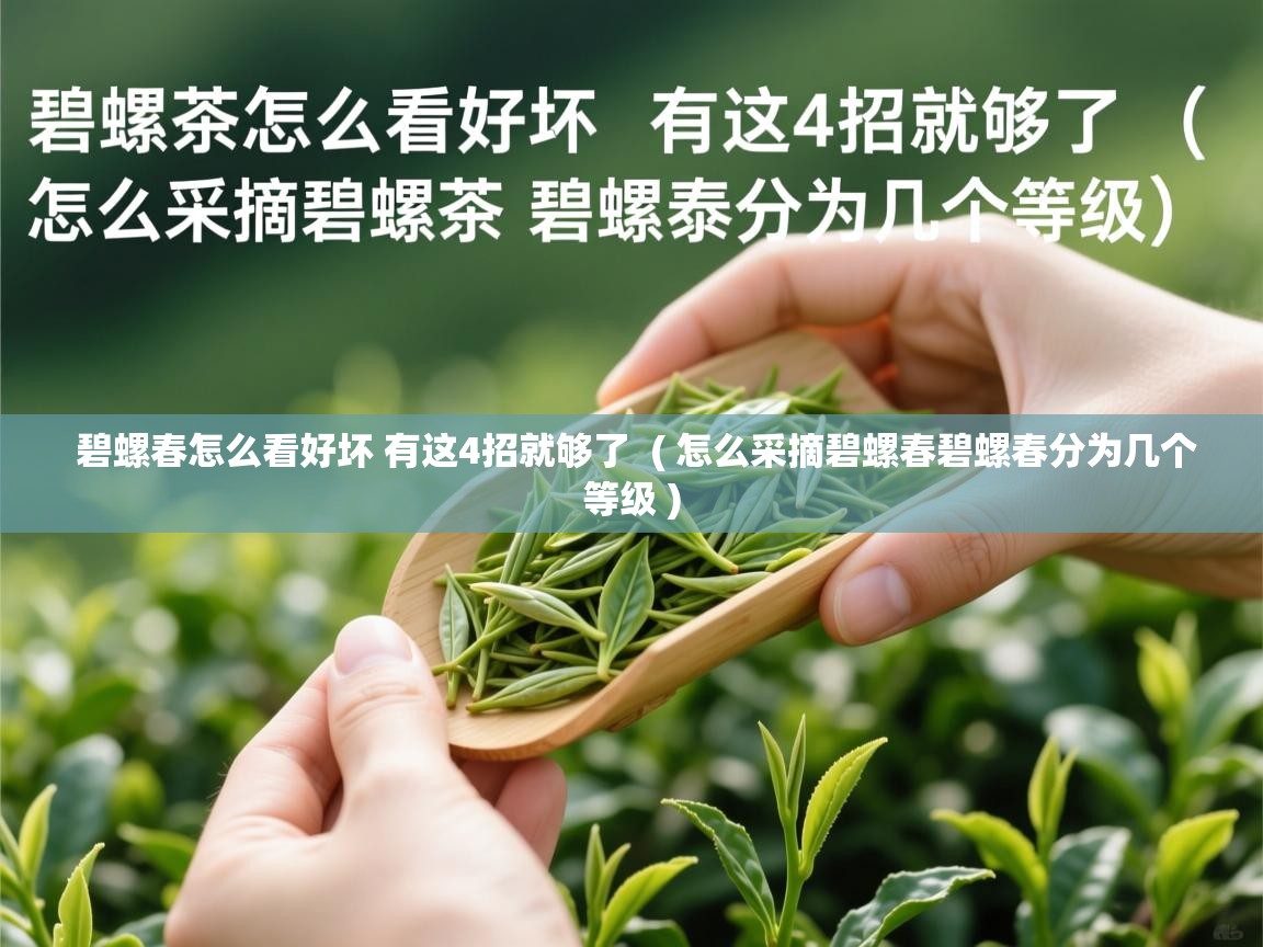 详细阅读: 碧螺春怎么看好坏 有这4招就够了  ( 怎么采摘碧螺春碧螺春分为几个等级 )  碧螺春怎么看好坏 有这4招就够了  ( 怎么采摘碧螺春碧螺春分为几个等级 )