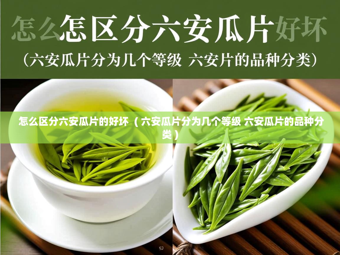  怎么区分六安瓜片的好坏  ( 六安瓜片分为几个等级 六安瓜片的品种分类 )
