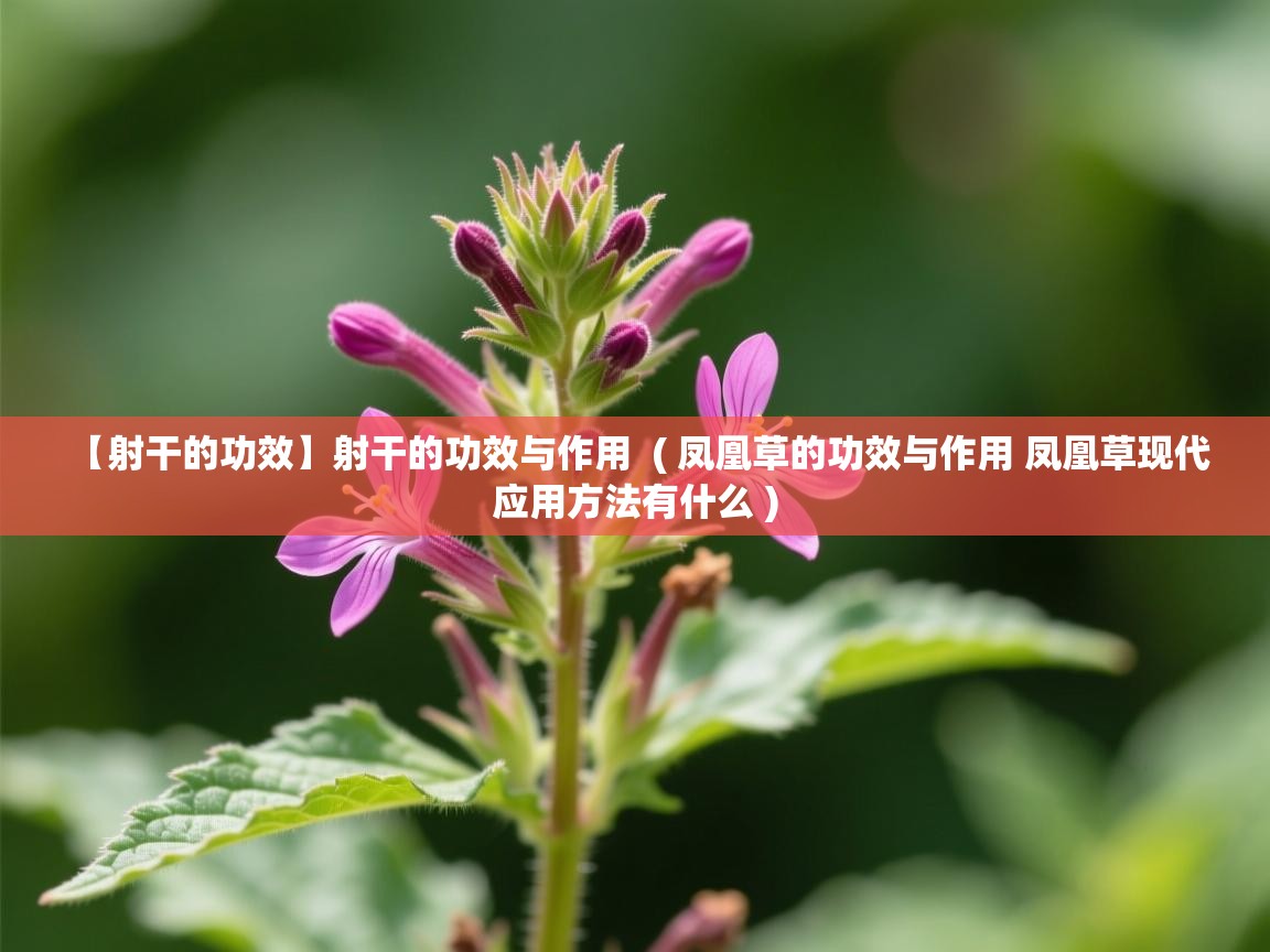  【射干的功效】射干的功效与作用  ( 凤凰草的功效与作用 凤凰草现代应用方法有什么 )