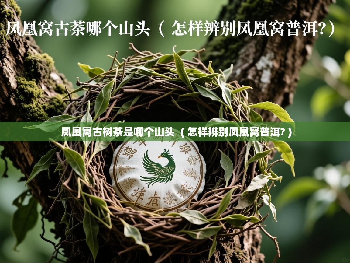  凤凰窝古树茶是哪个山头  ( 怎样辨别凤凰窝普洱? )