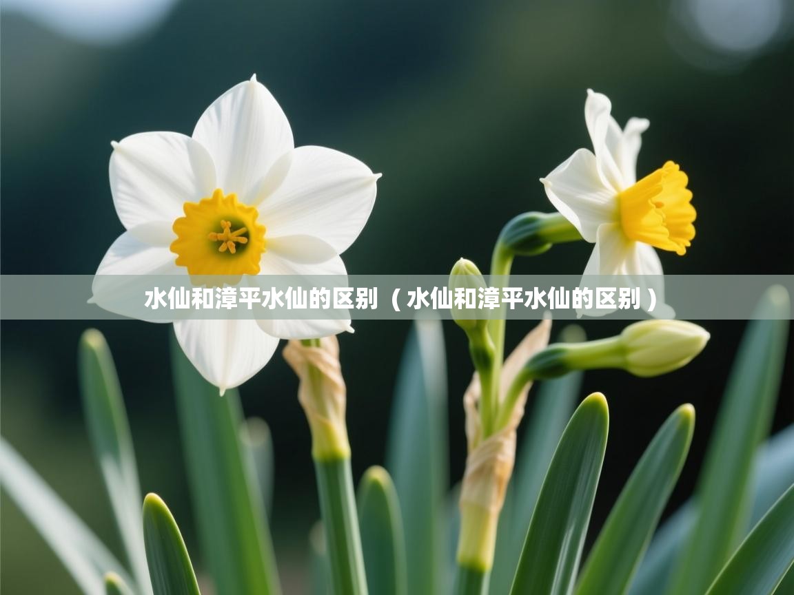  水仙和漳平水仙的区别  ( 水仙和漳平水仙的区别 )
