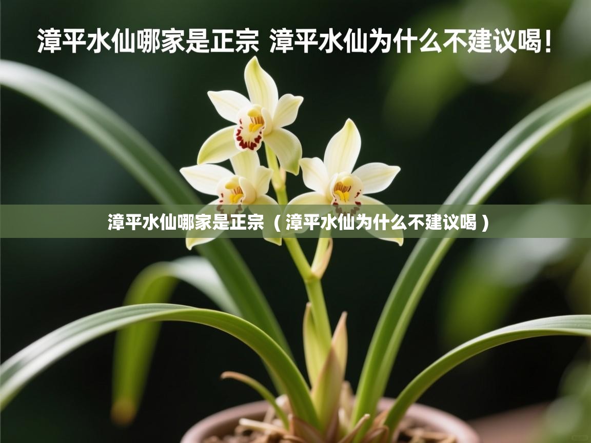  漳平水仙哪家是正宗  ( 漳平水仙为什么不建议喝 )