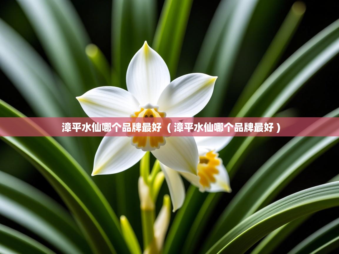  漳平水仙哪个品牌最好  ( 漳平水仙哪个品牌最好 )
