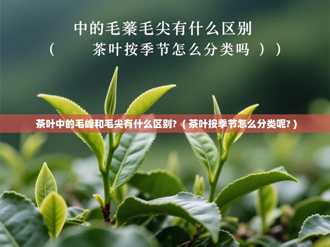 茶叶中的毛峰和毛尖有什么区别? ( 茶叶按季节怎么分类呢? ) 茶叶中的毛峰和毛尖有什么区别? ( 茶叶按季节怎么分类呢? )