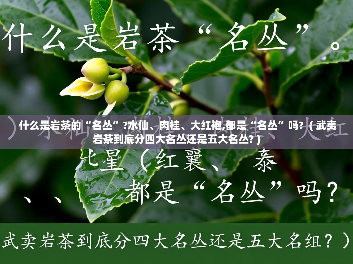 什么是岩茶的“名丛”?水仙、肉桂、大红袍,都是“名丛”吗? ( 武夷岩茶到底分四大名丛还是五大名丛? ) 什么是岩茶的“名丛”?水仙、肉桂、大红袍,都是“名丛”吗? ( 武夷岩茶到底分四大名丛还是五大名丛? )